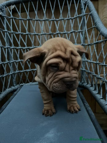 Mixed Breed dogs - Advert 8