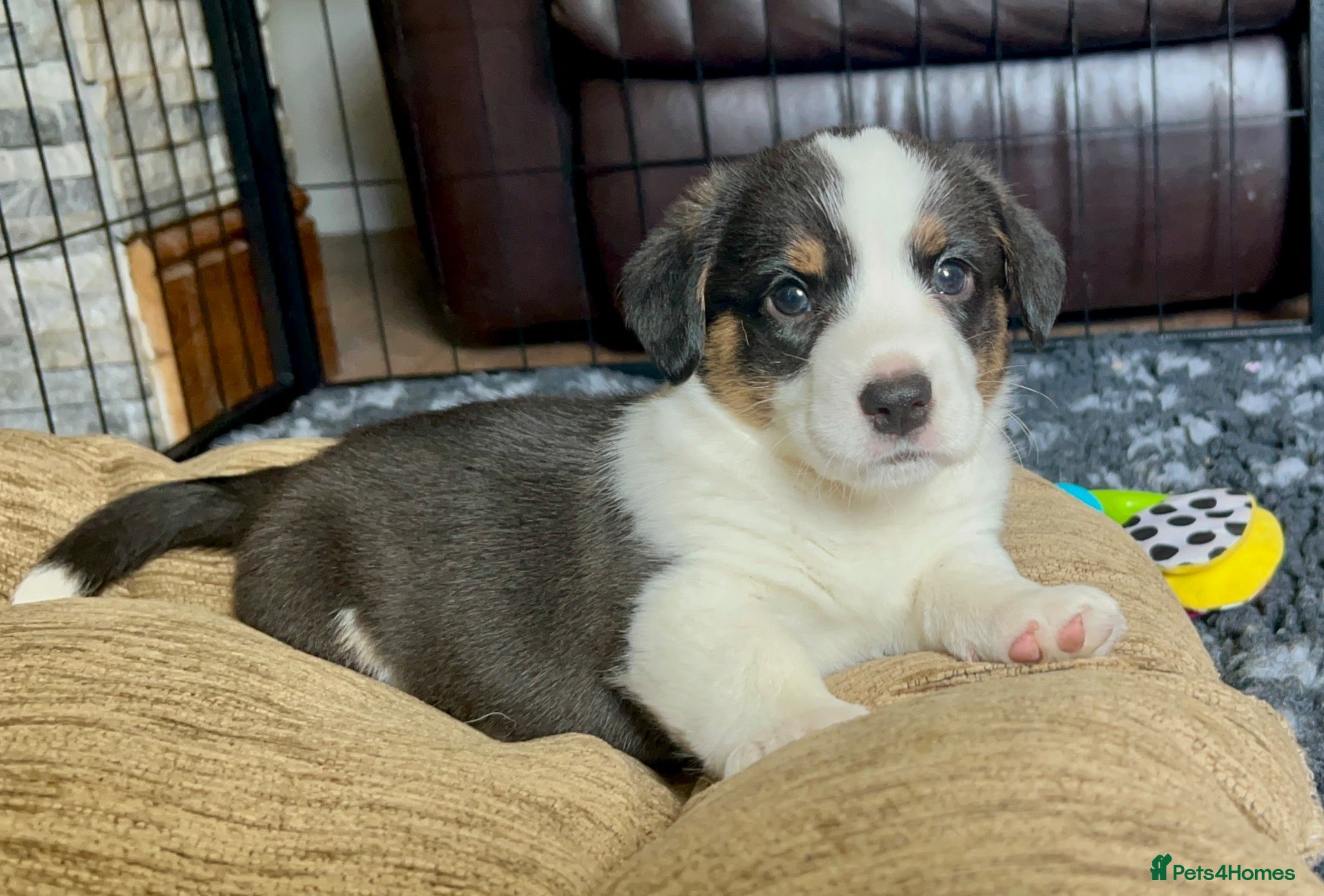 Welsh Corgi Cardigan dogs Quality KC Pedigree Corgi Cardigan Puppies - Advert 2