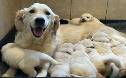 Golden Retriever dogs for sale: Chunky Golden Retriever pups with cream coats - Image 11