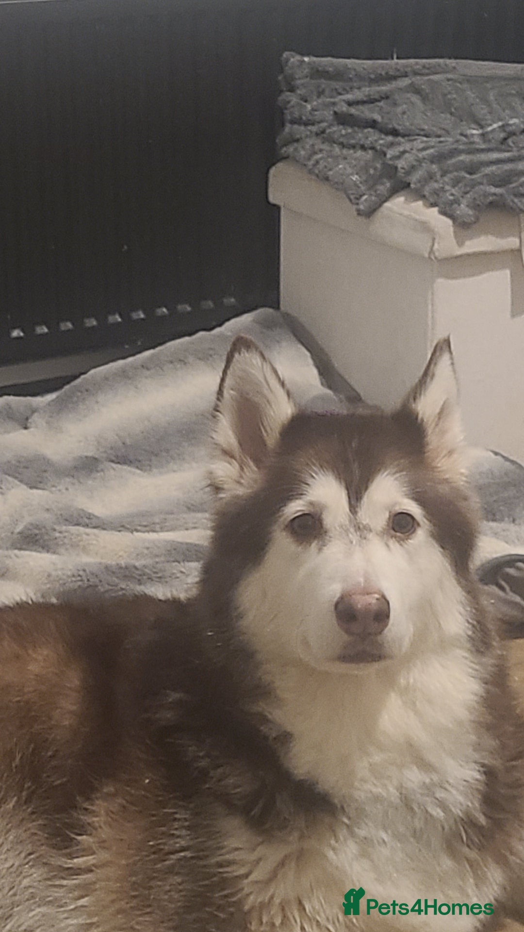 Alaskan Malamute dogs for sale: Female chocolate alaskan malute - Advert 2