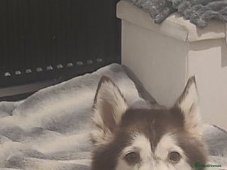 Alaskan Malamute dogs Female chocolate alaskan malute - Advert 1