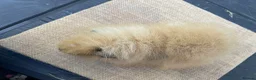 Guinea Pig rodents for sale: Swiss boys - Advert 2