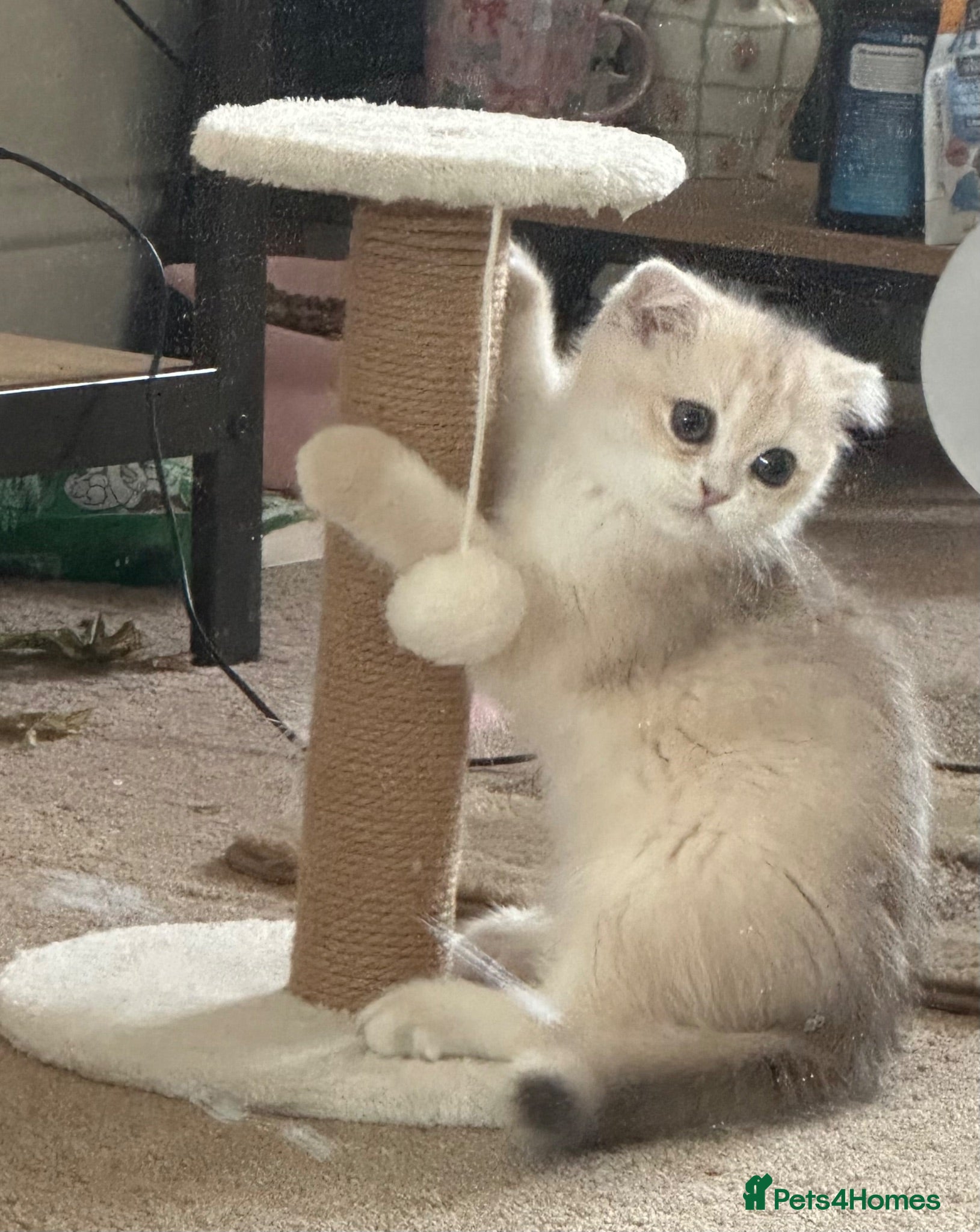 Scottish Fold cats Only 3 left!! Beautiful Scottish Fold Kittens  - Advert 2