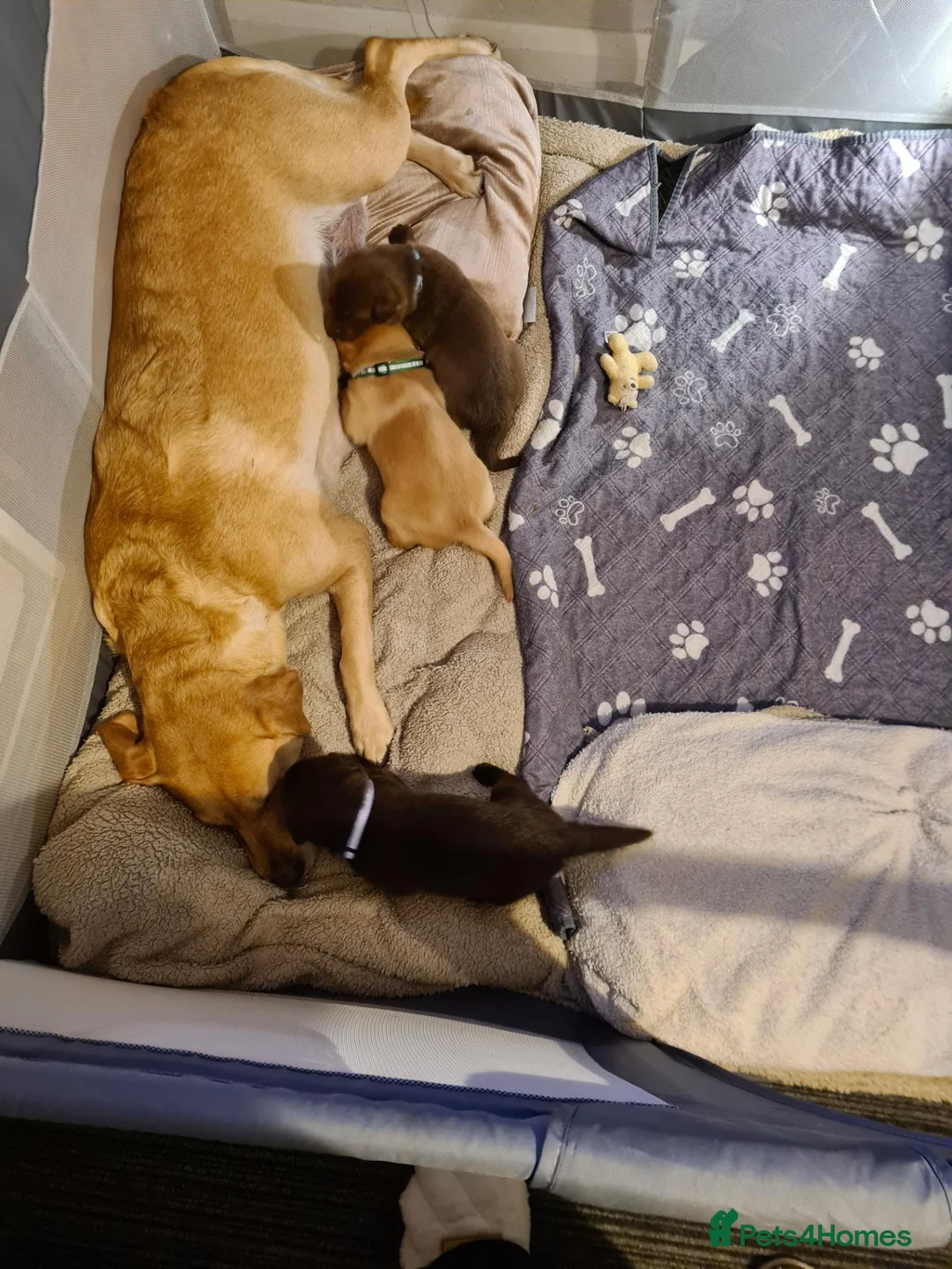 Labrador Retriever dogs for sale: Stunning 3 male labrador  in Dunmow - Advert 1