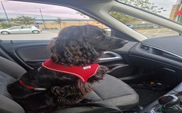 Cocker Spaniel dogs for sale: Loki  - Image 1