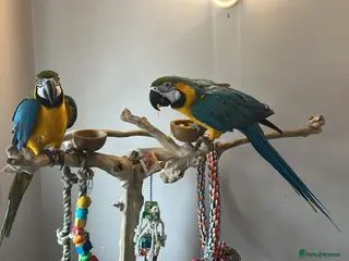 Macaws birds A pair of Blue and gold macaws - Advert 1