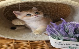 British Shorthair cats for sale: GOLDEN BRITISH SHORTHAIR KITTENS TICA  - Image 4