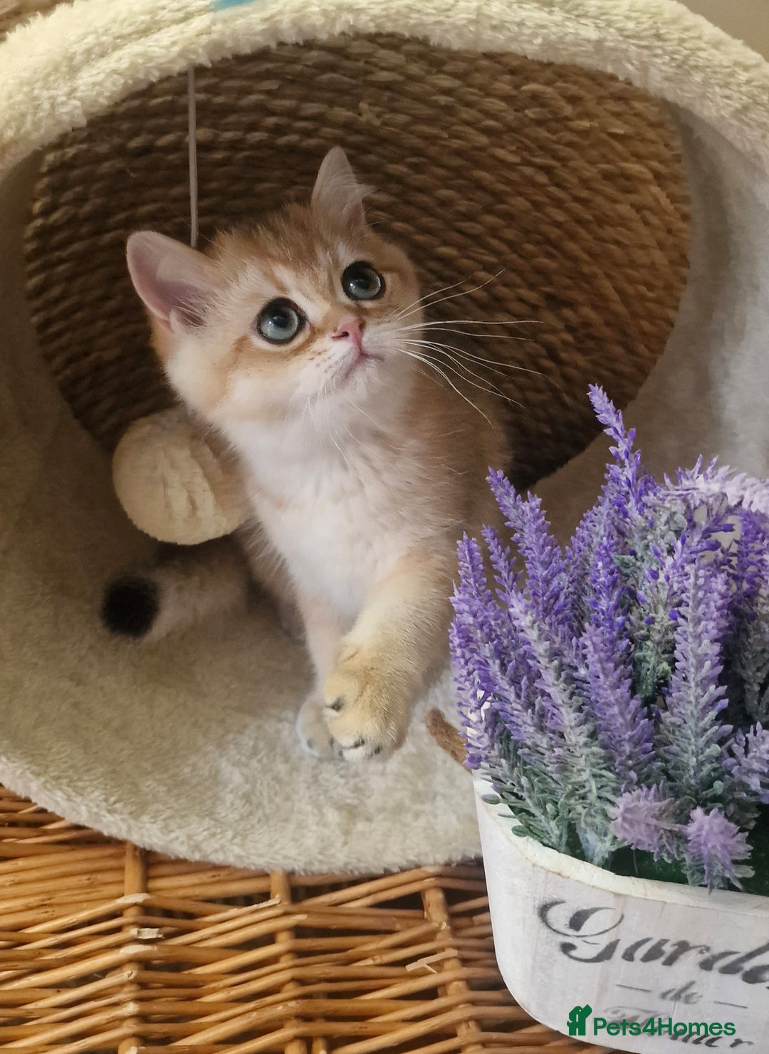 British Shorthair cats for sale: GOLDEN BRITISH SHORTHAIR KITTENS TICA  - Image 4