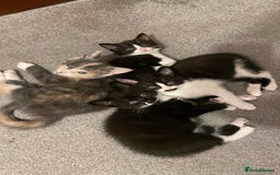 Mixed Breed cats for sale: Kitten - Image 1
