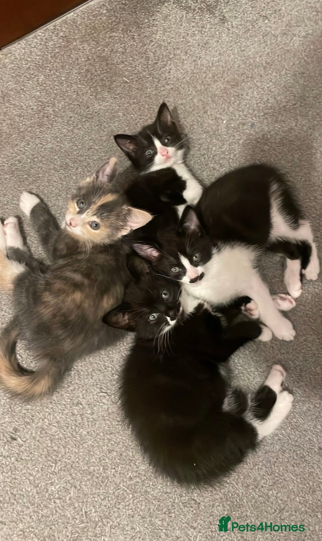 Mixed Breed cats for sale: Kitten - Image 1