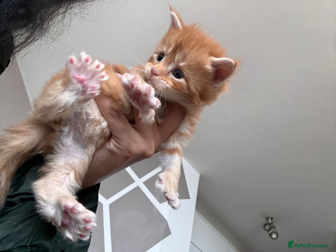 Maine Coon cats for stud:  ⭐️ SIR CLYDE ⭐️ STUD AVAILABLE ⭐️ POLYDACTYL ⭐️ - Image 6