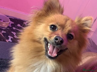 Pomeranian dogs in Halifax - Advert 15