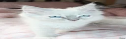 Ragdoll cats for sale: Fully Vaccinated GCCF parents  - Advert 10
