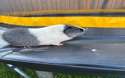 Guinea Pig rodents for sale: 2 boys pared for free - Image 5