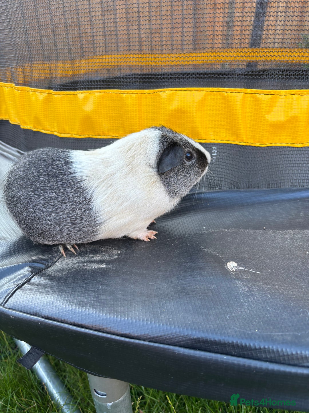 Guinea Pig rodents for sale: 2 boys pared for free - Image 5