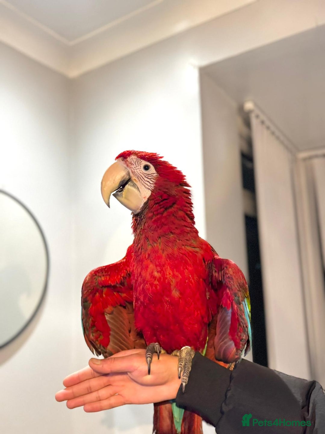 Budgerigars birds for sale: PLAYFUL BABY GREENWING MACAW - Image 5