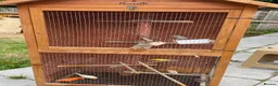 Canaries birds for sale: 10 different beautiful singing canaries for sale   - Advert 2