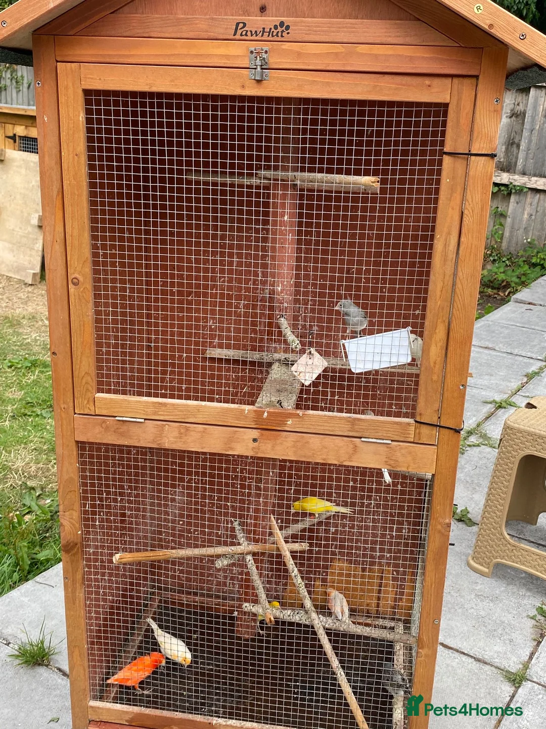 Canaries birds for sale: 10 different beautiful singing canaries for sale   - Advert 2