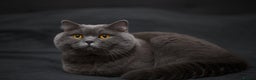 British Shorthair cats for stud: Active Reg.GCCF Quality Boy For STUD ONLY.CCTV24/7 in Manchester - Advert 5