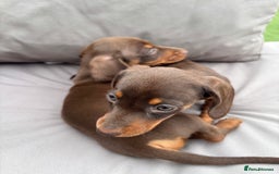 Miniature Dachshund dogs for sale: Miniature dachshunds - Image 28