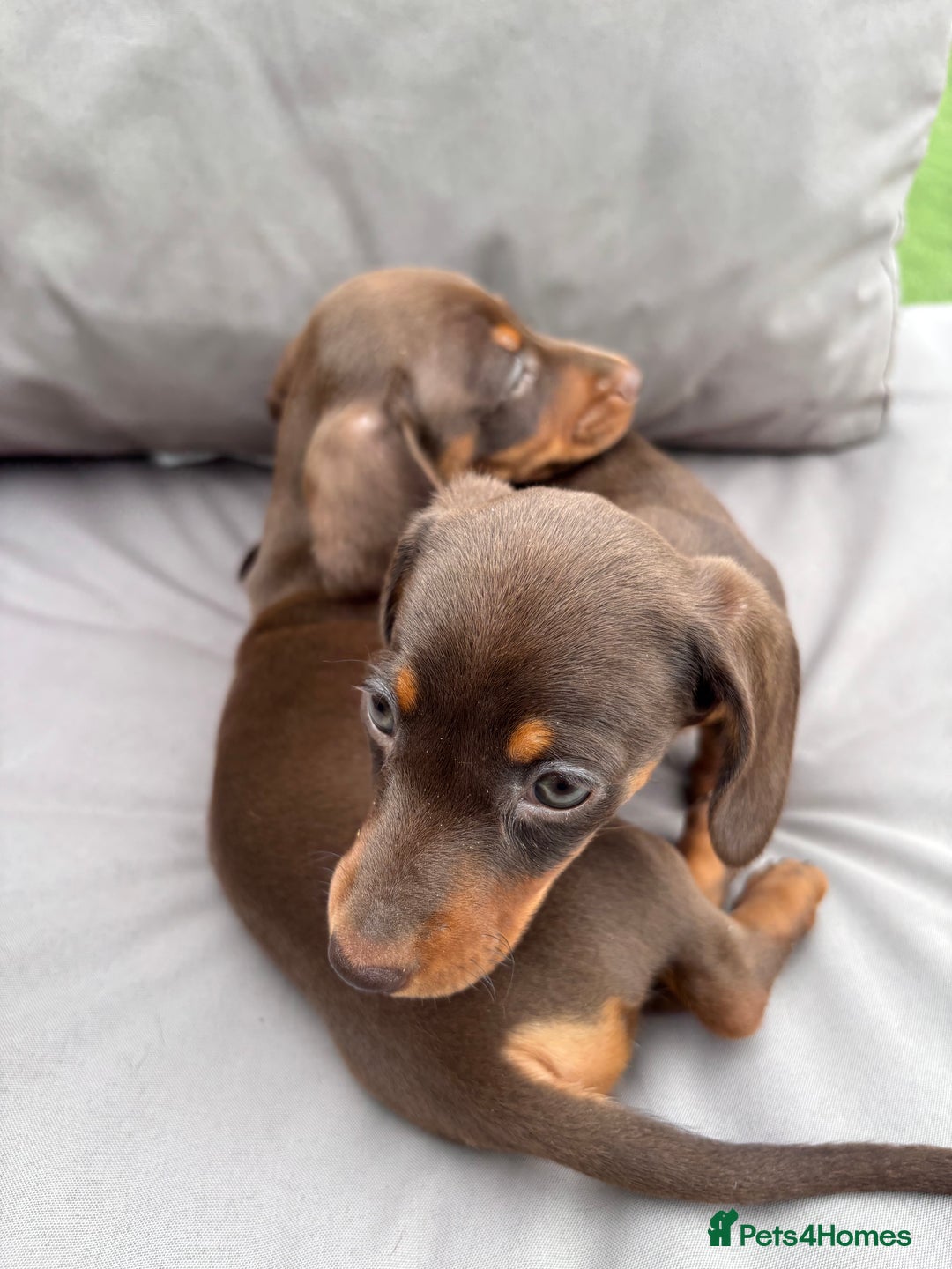 Miniature Dachshund dogs for sale: Miniature dachshunds - Image 28