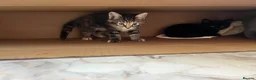 Maine Coon cats for sale: Half Maine coon (Last lady) - Advert 25