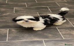 Shih Tzu dogs for sale: Shih Tzu Puppy for Sale - Image 3