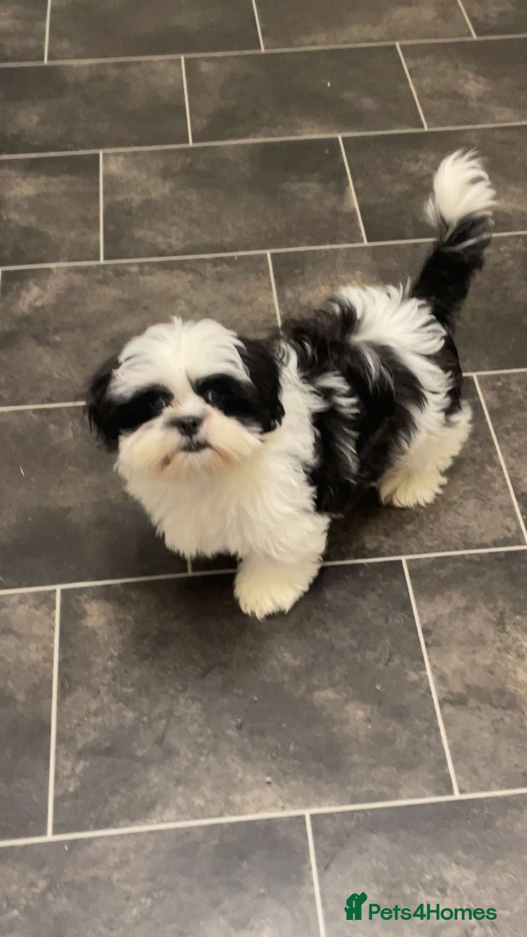 Shih Tzu dogs for sale: Shih Tzu Puppy for Sale - Image 3