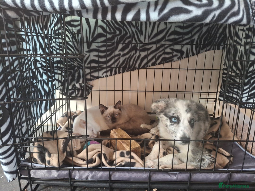 Australian Shepherd dogs for sale: Bluey - Image 7