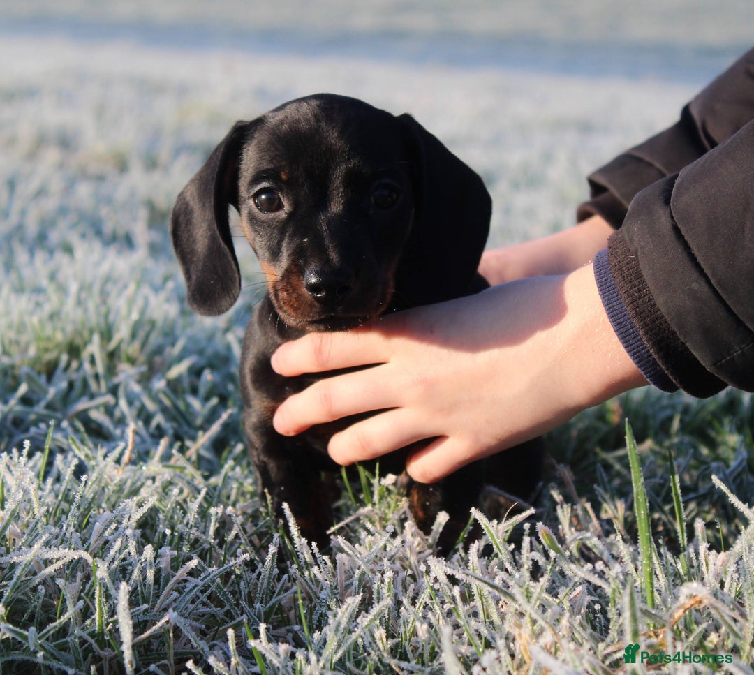 Miniature Dachshund dogs for sale: Stunning Miniature Dachshund Puppies - Advert 30
