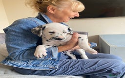 Dalmatian dogs for sale: Top quality show type Dalmatian pups 🐶  - Image 22