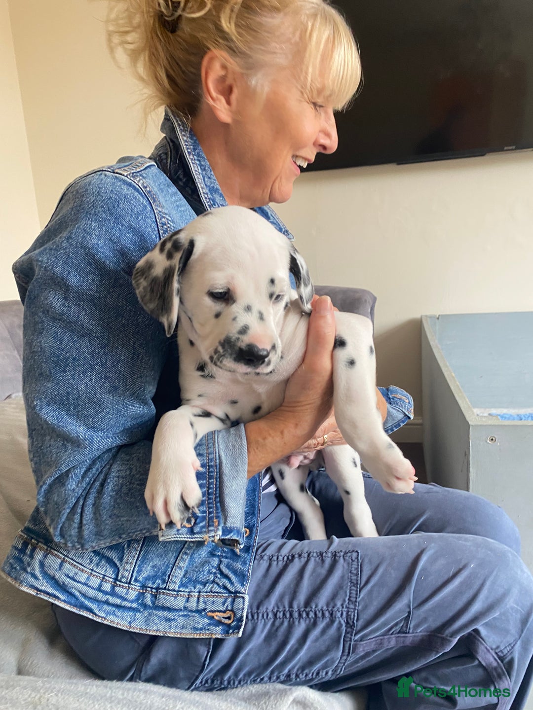 Dalmatian dogs for sale: Top quality show type Dalmatian pups 🐶  - Image 22