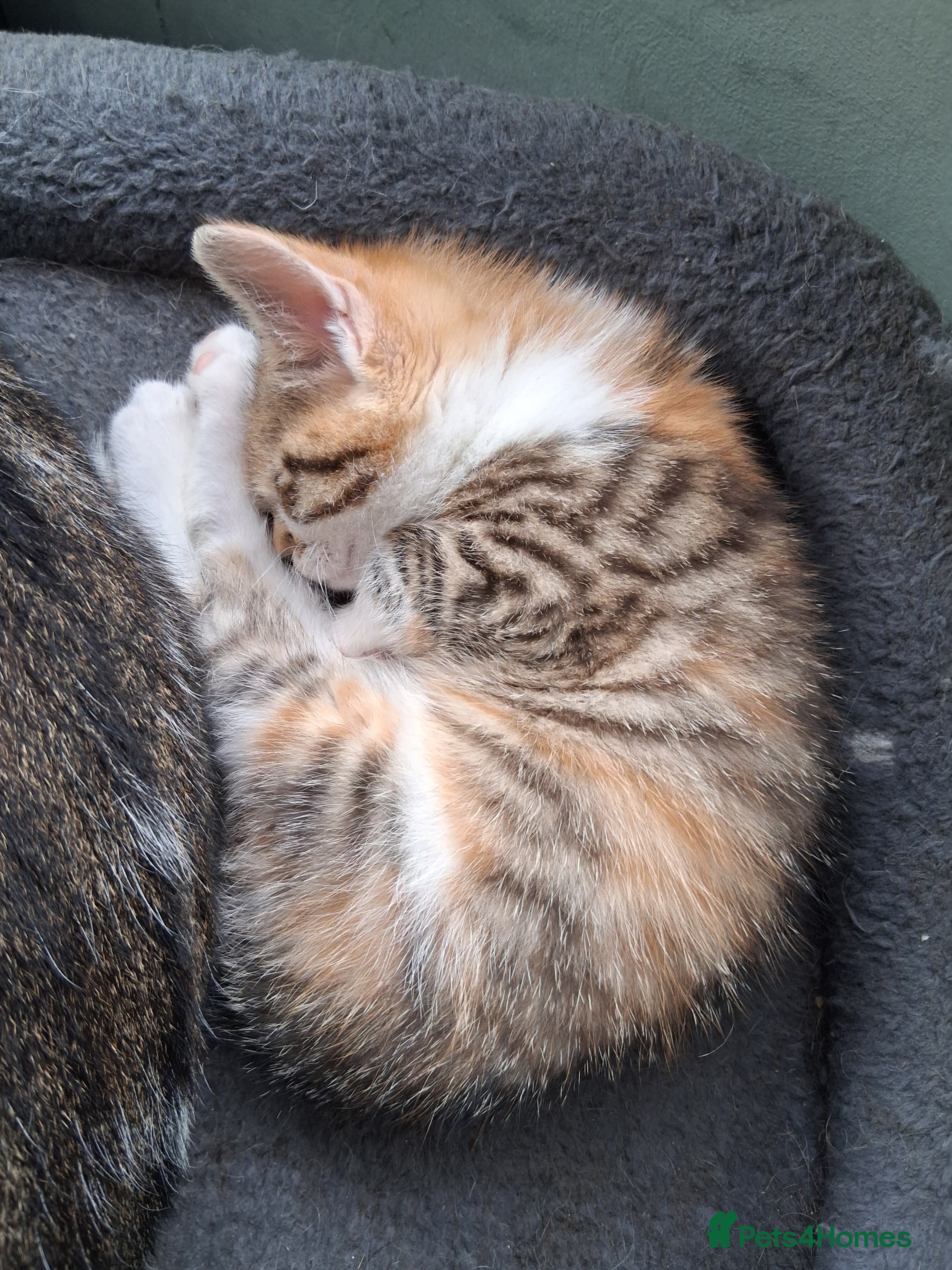 Mixed Breed cats RARE Tabico kittens 😻 Calico Tabbies  - Advert 2