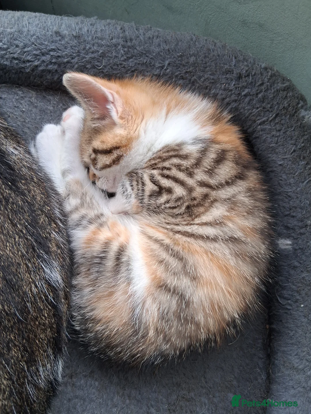 Mixed Breed cats for sale: RARE Tabico kittens 😻 Calico Tabbies  - Advert 2