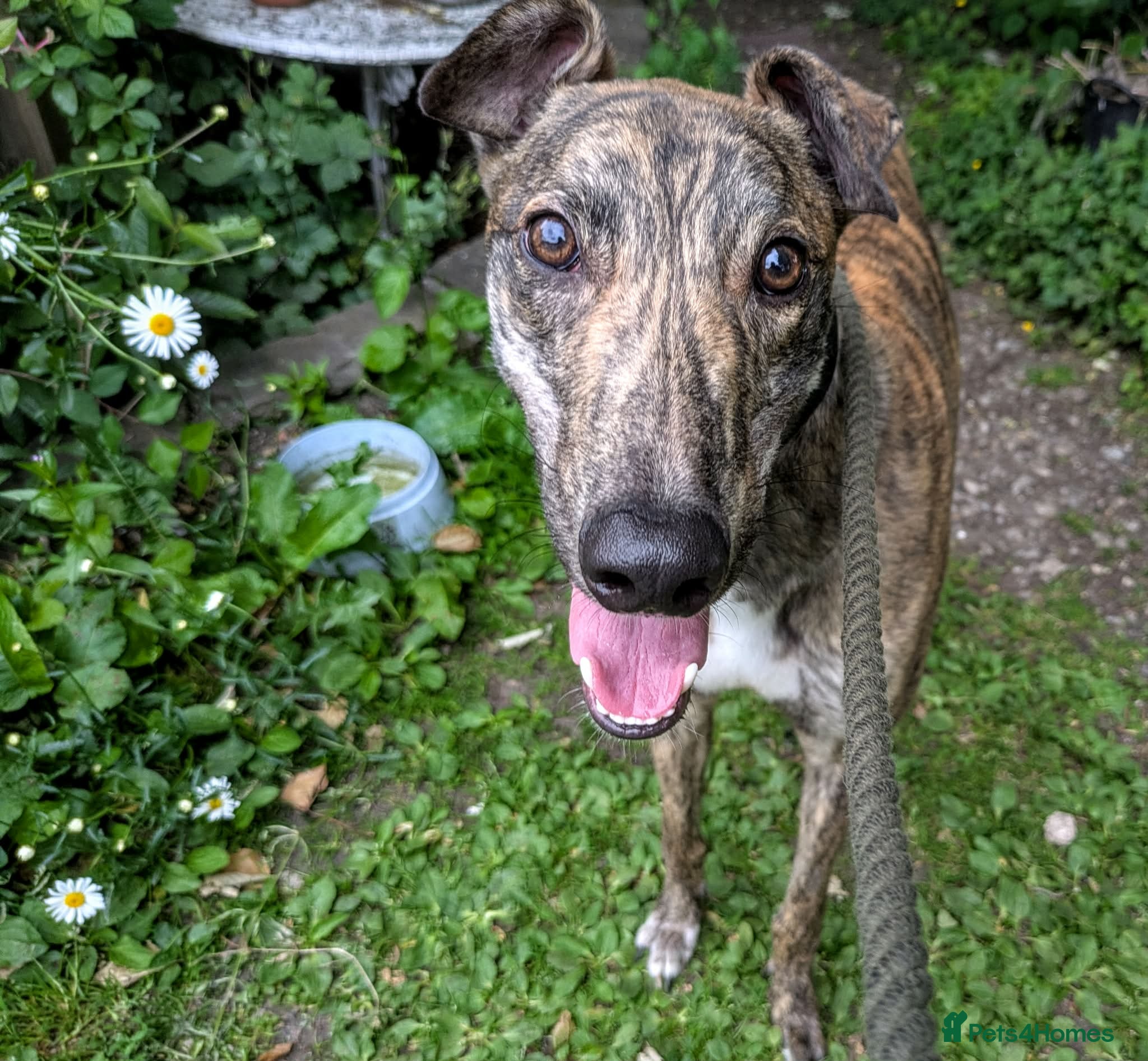 Lurcher dogs ACE - young male lurcher in rescue - Advert 3