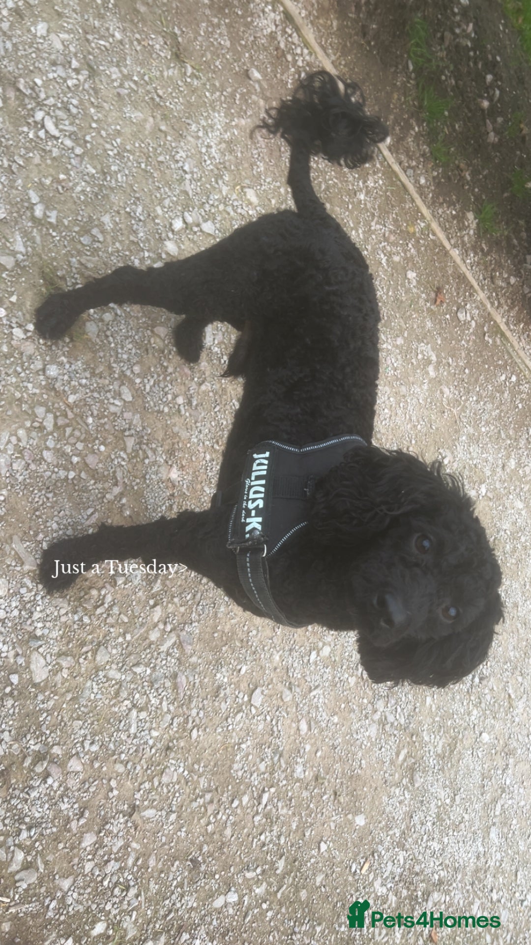 Toy Poodle dogs for sale: Toy poodle Dog  - Image 3