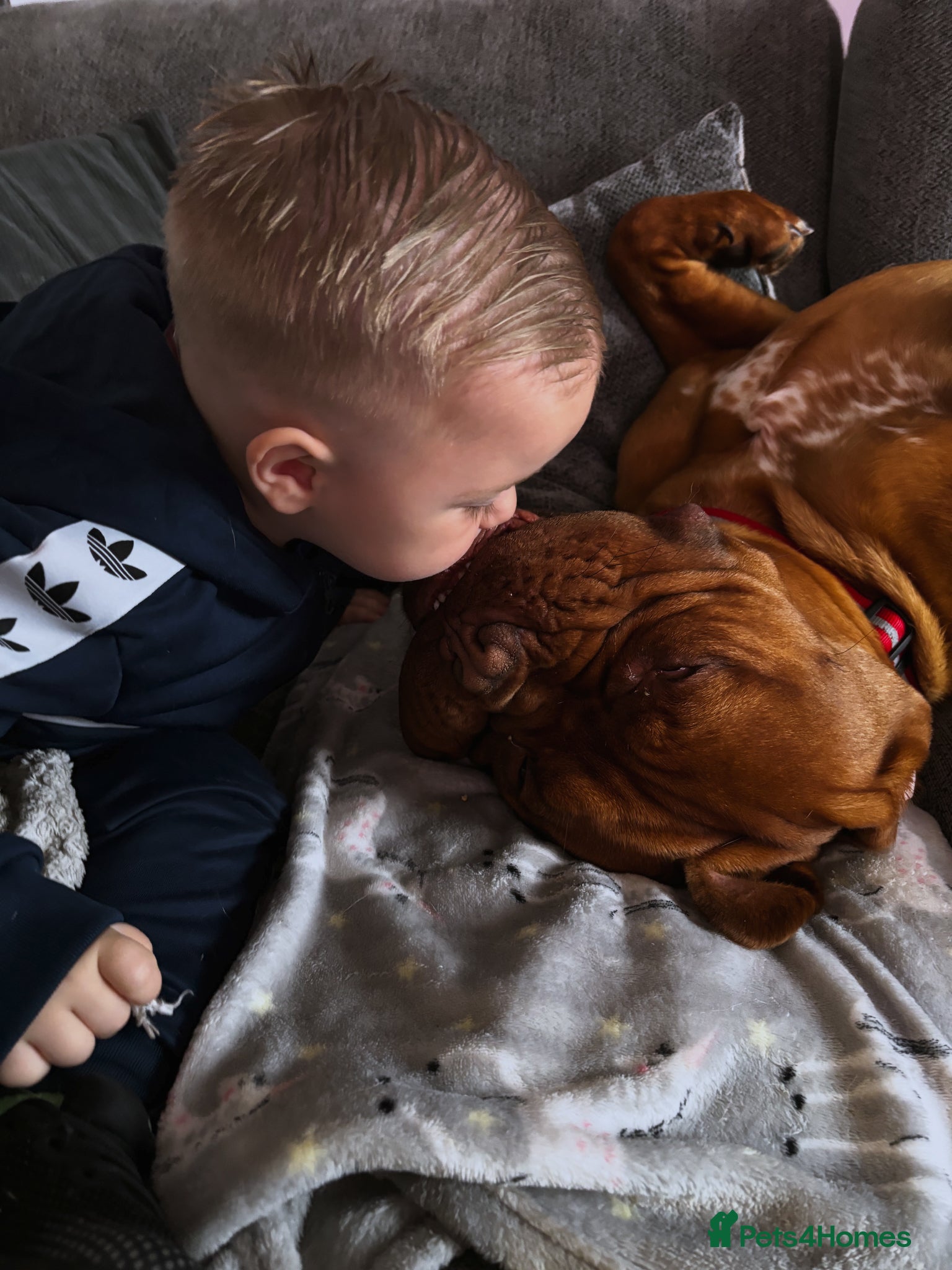 Dogue De Bordeaux dogs for sale: Beautiful big boy  - Advert 13