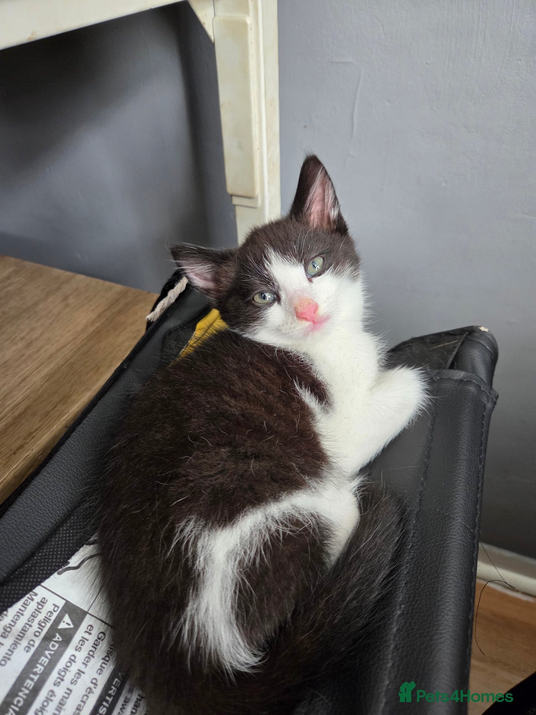 Ragdoll cats for sale: Stunning boy ready for new home next weekend  - Image 2