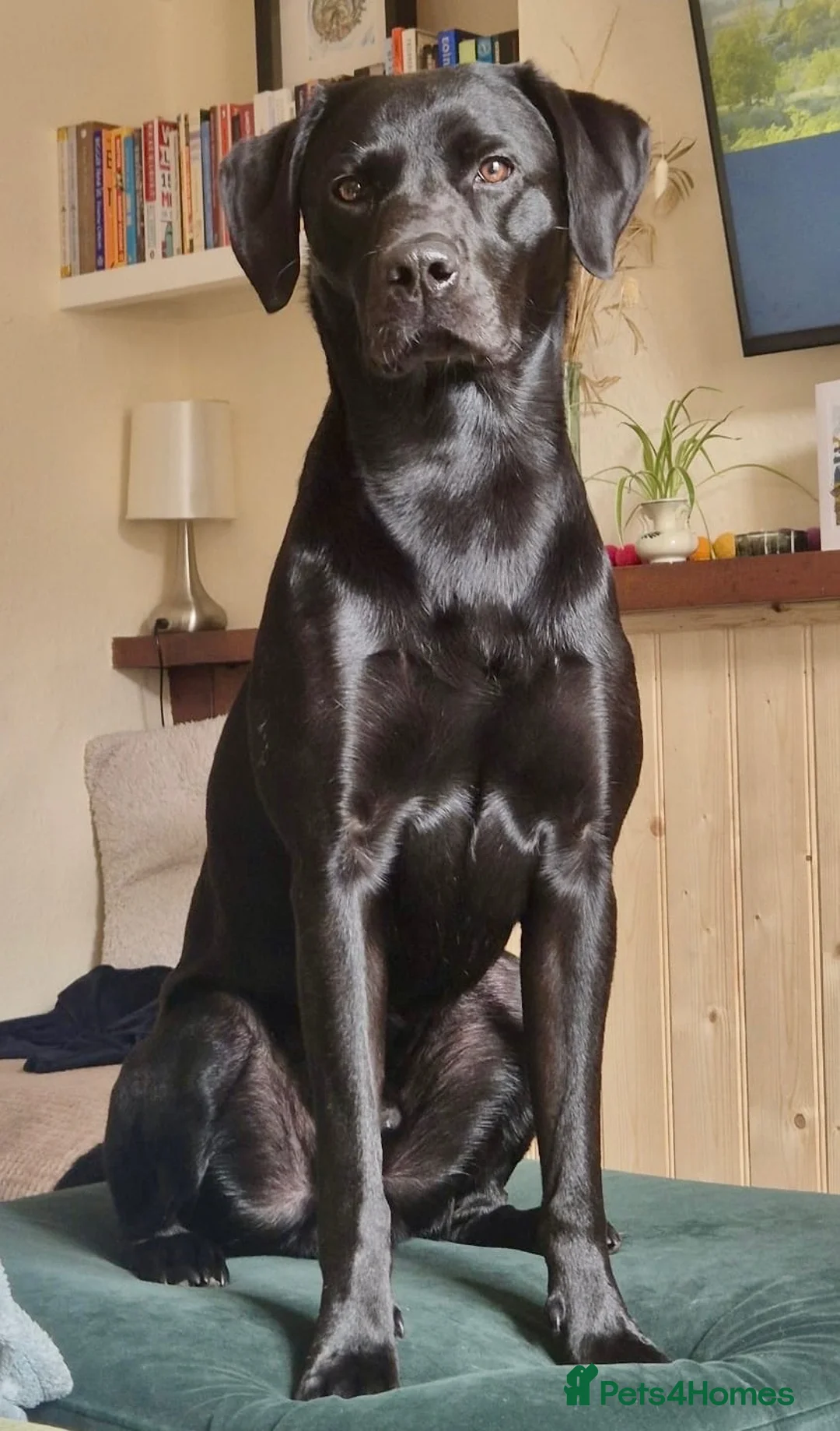 Labrador Retriever dogs for stud: Black Labrador for stud - Advert 2