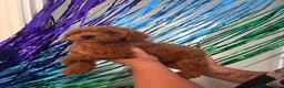 Toy Poodle dogs for sale: KC reg toy poodle puppies - Advert 4