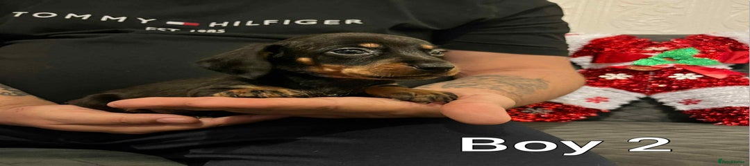 Miniature Dachshund Puppy 4