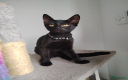 Mixed Breed cats for sale: Kittens  - Image 2
