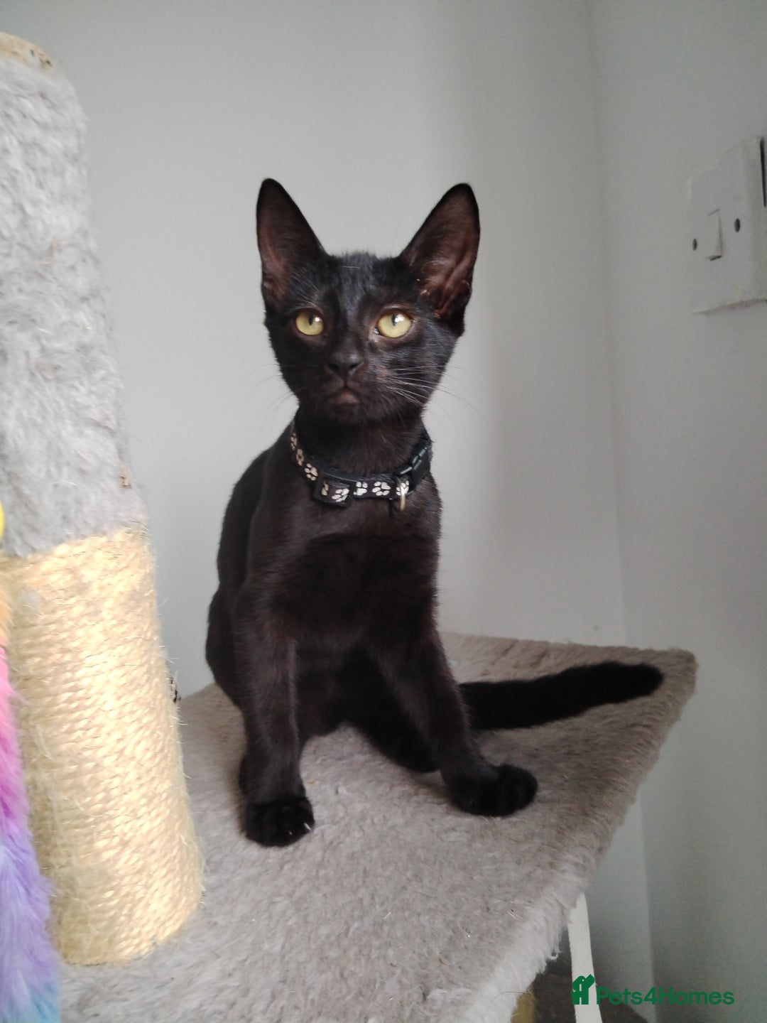 Mixed Breed cats for sale: Kittens  - Image 2