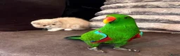 Parrots birds for sale: Silly tame, healthy Eclectus boy - Advert 1