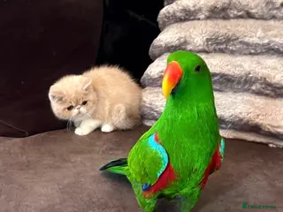 Parrots birds Silly tame, healthy Eclectus boy - Advert 18