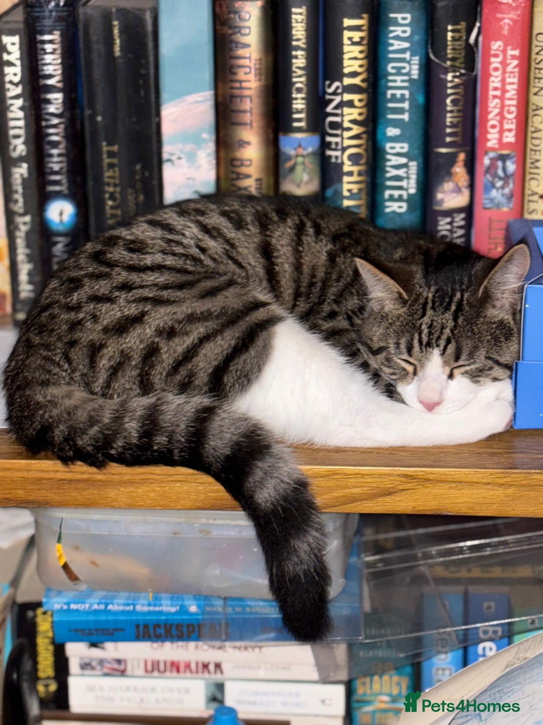 Domestic Shorthair cats for sale: Handsome 6 month old tabby and white male. - Advert 6