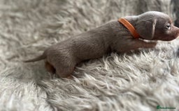 Dachshund dogs for sale: Beautiful mini dachshund babies  - Image 16