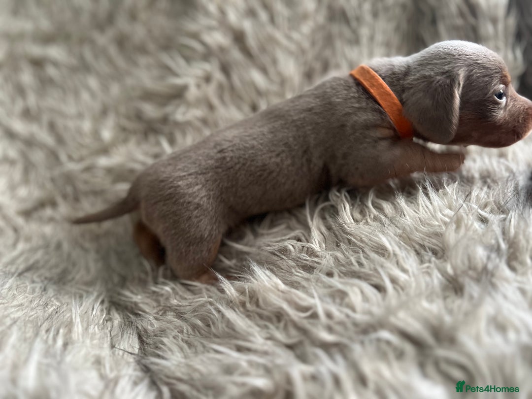 Dachshund dogs for sale: Beautiful mini dachshund babies  - Image 16