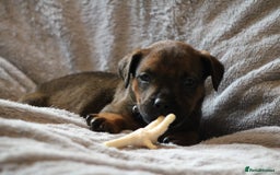 Mixed Breed dogs for sale: Rottweiler/pressa f1 - Image 23