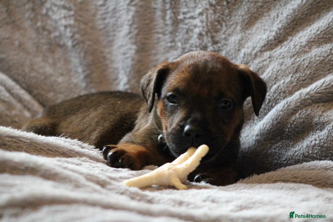 Mixed Breed dogs for sale: Rottweiler/pressa f1 - Image 23